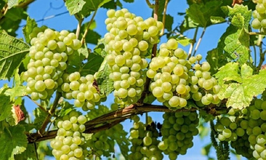 Grapes farming